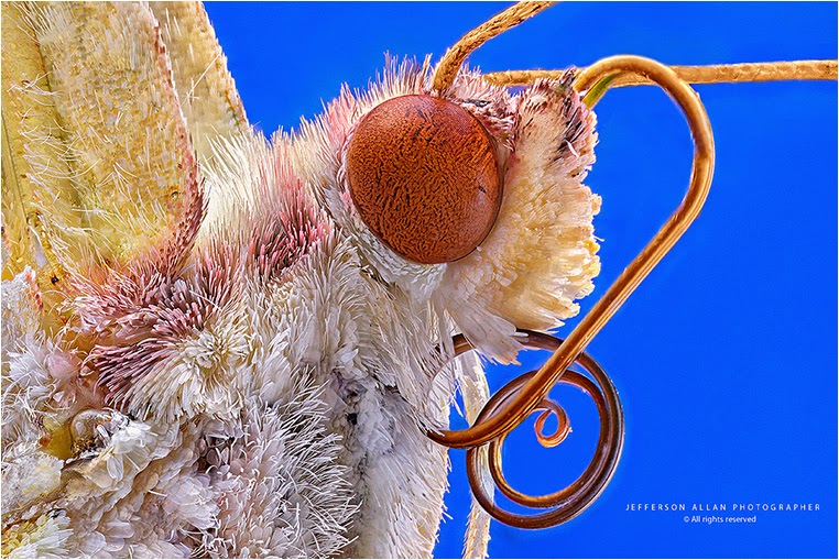 Emerging Photographers, Best Photo of the Day in Emphoka by Jefferson Allan, https://flic.kr/p/r3gKyT Emerging Photographers, Best Photo of the Day in Emphoka by Jefferson Allan, https://flic.kr/p/r3gKyT