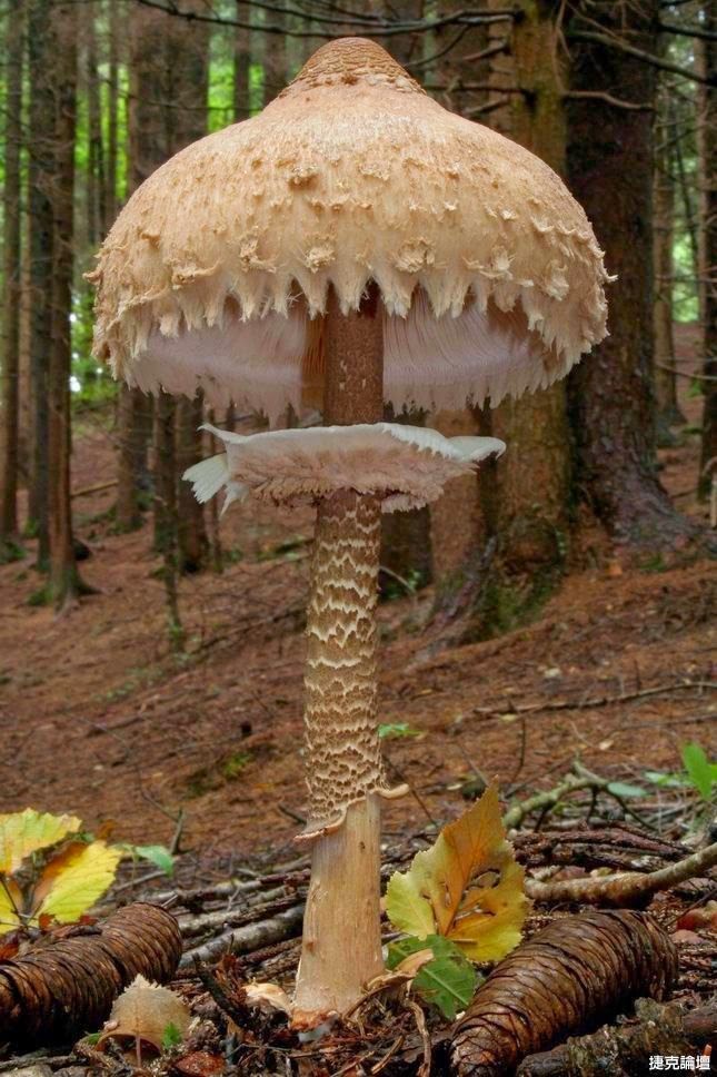 Garden And Farms Giant Mushroom