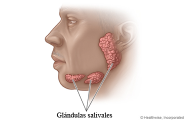 Se muestras los tipos de glándulas salivares mayores y dónde están situados. 