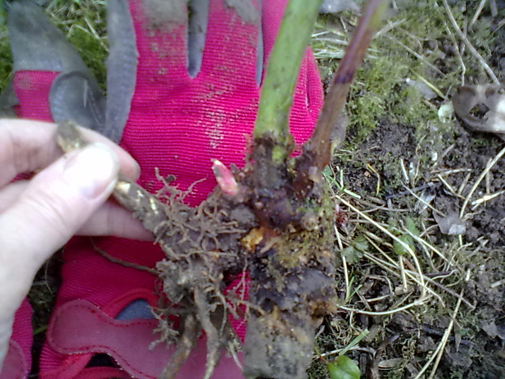 Rachel the Gardener Bramble removal How To Do It
