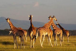 You can also meet giraffes exposing their bodies to the sunset light.