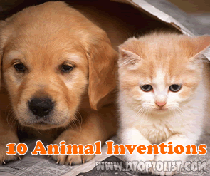 Top 10 Surprising Pet Inventions Top 10 Surprising Pet Inventions