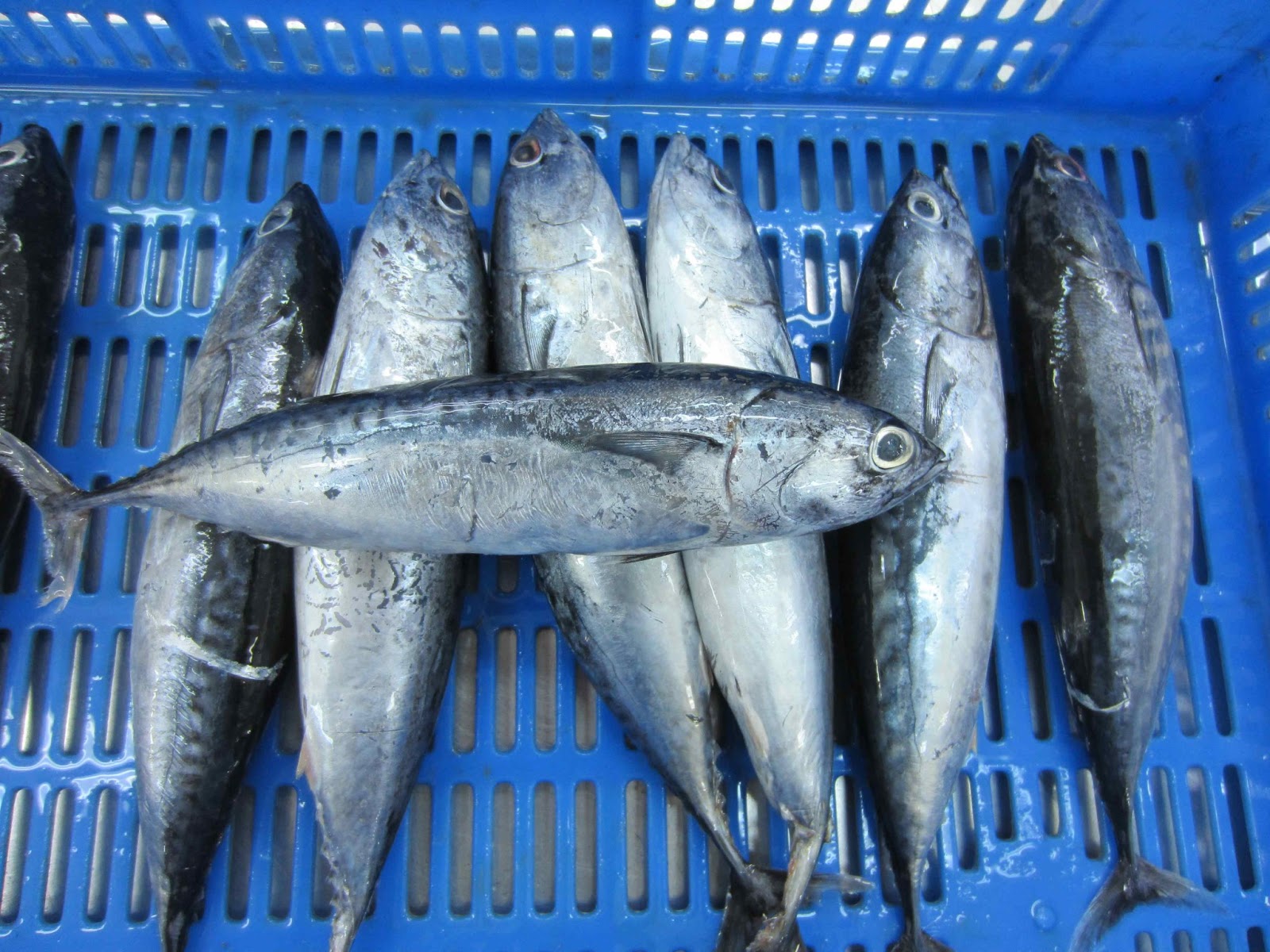 Butterworth Seafoods FRIGATE TUNA YEMEN ORIGIN
