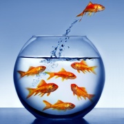 Tips dan Trik Merawat Ikan Koki di Akuarium | Tips dan Trik