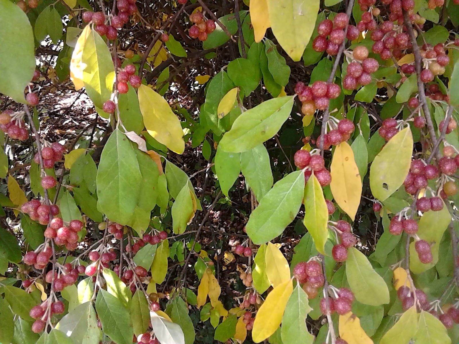 Southern Forager August Foraging in Tennessee!
