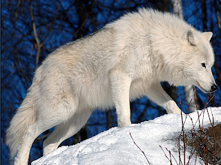 Arctic Wolf Animal Pictures