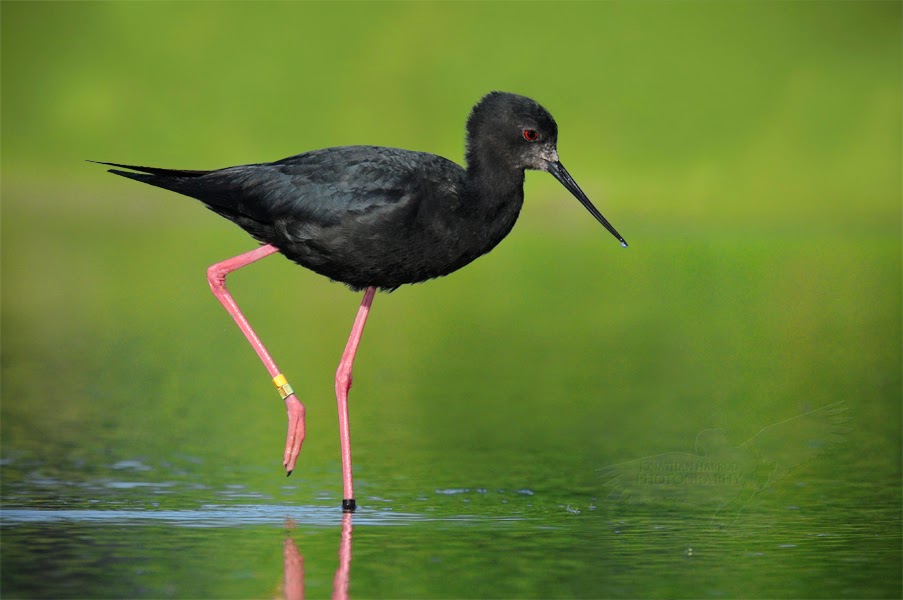 JONATHAN HARROD PHOTOGRAPHY South