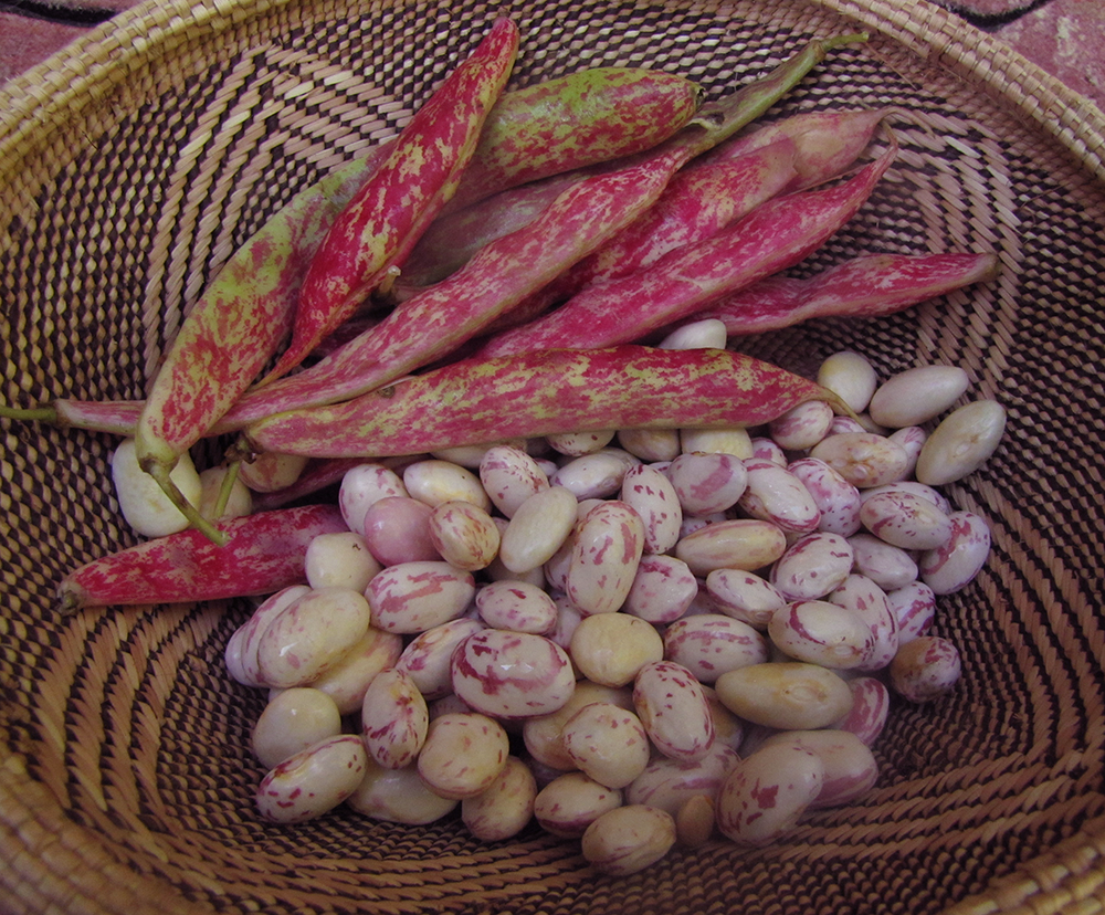 Seasonal Eating Cooking Fresh Pinto or Cranberry Beans