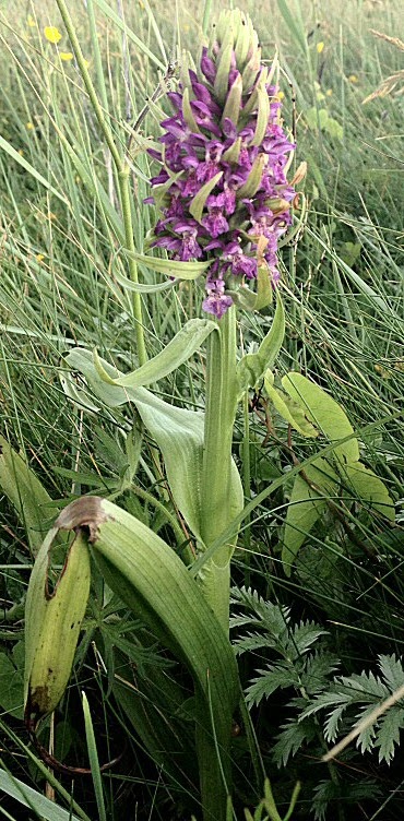 Orchidées incarnat