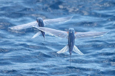 flying-fish_2flying-fish.jpg