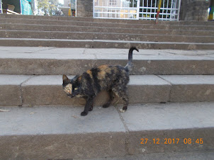 A rare  bi-face tortoise shell cat in St Stephens Orthodox Church compound