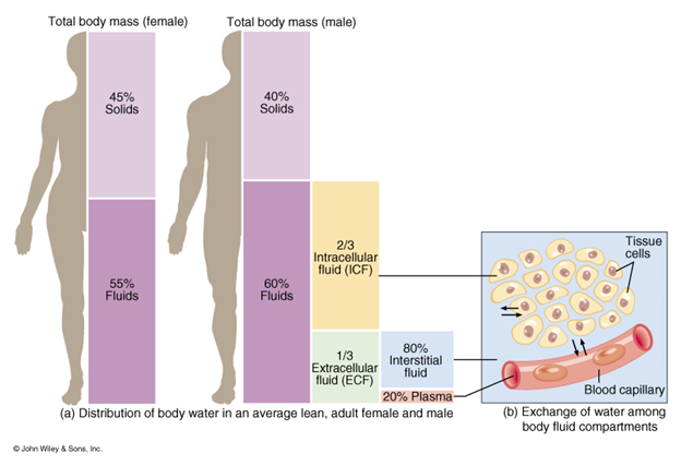 body fluid compartments youtube osmosis body fluid compartments youtube osmosis