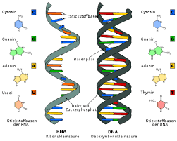 Pengertian, Struktur dan Fungsi RNA - Ilmu Pengetahuan