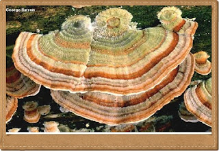 Turkey tail trametes versicolor