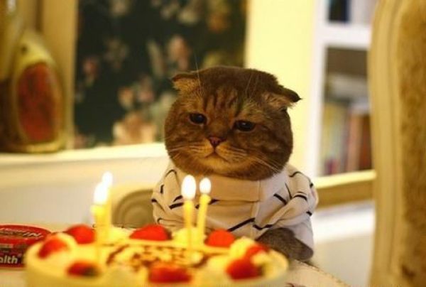 ஹெப்பி பேத்டே பூனை Cat_birthday_parties_16