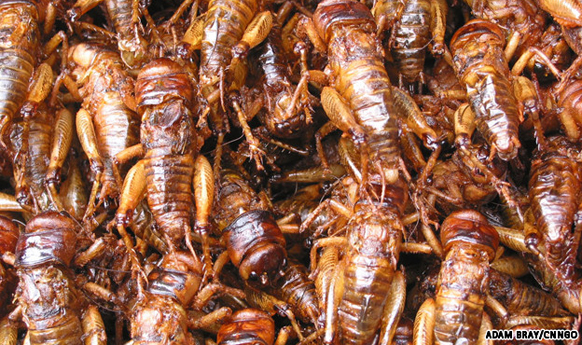 what food has the most bugs in it