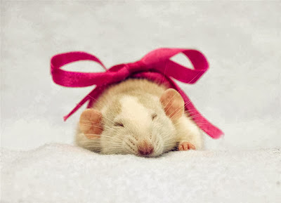 gambar hamster lucu - gambar hamster - gambar hamster lucu