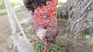Gould's+Turkey+Hunt+with+Colburn+and+Scott+Outfitters+16.JPG