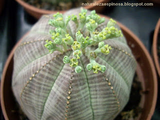 Euphorbia obesa