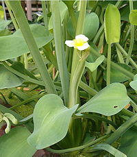 Daun Menjari