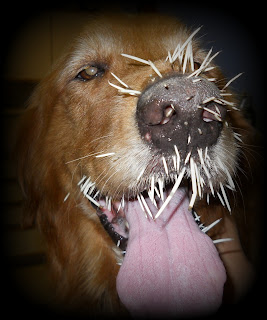 Unusual Summer Pet Dangers Unusual Summer Pet Dangers