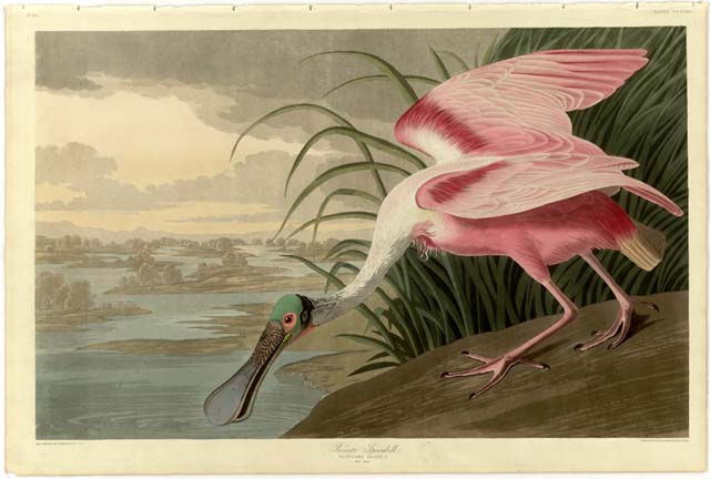 Famous Artists Birds