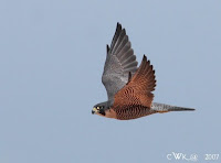 falcon paregrine