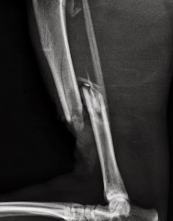 fractura de tibia en gato fijador de FESSA en gatos