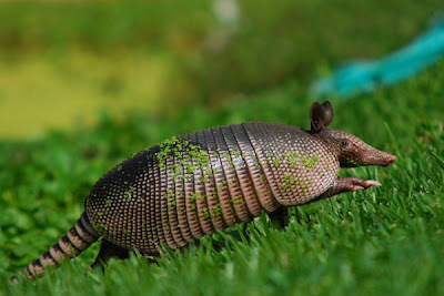 Funny Pictures Gallery: Cute armadillos, photos of cute animals, all