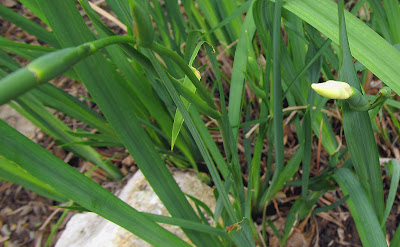 Annieinaustin, buds on Dietes bicolor