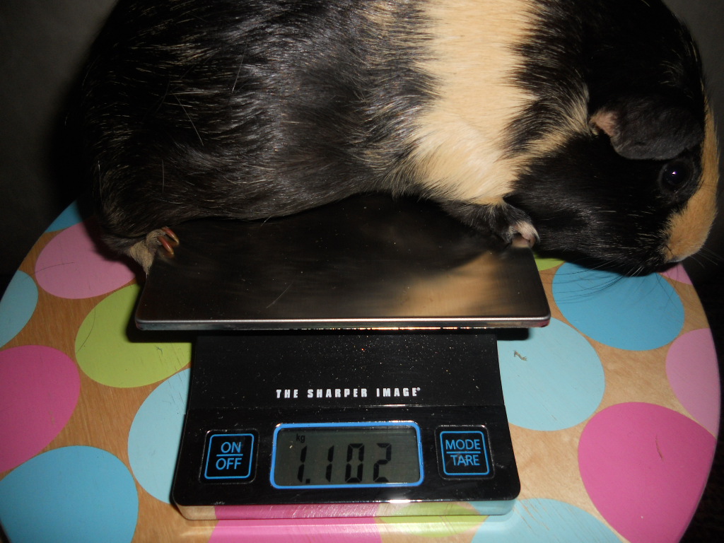 Cavy Savvy A Guinea Pig Blog Weighing Your Guinea Pig