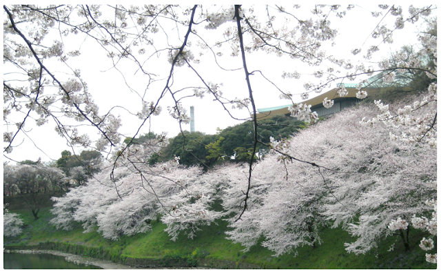 cherry blossoms tokyo