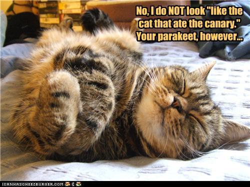 You Look Like The Cat Who Ate The Canary You Look Like The Cat Who Ate The Canary