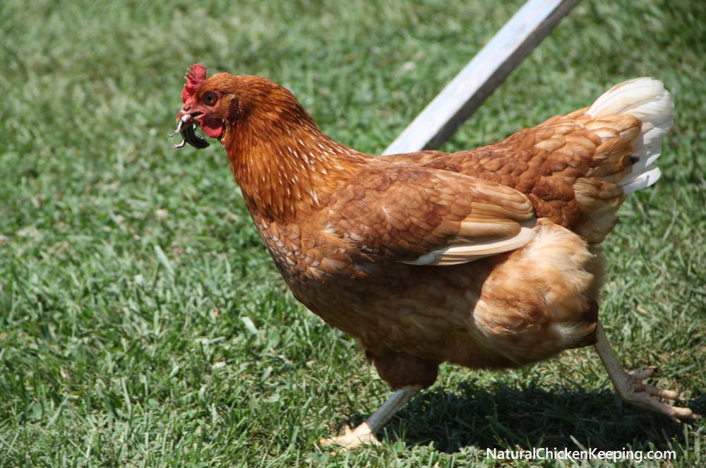Natural Chicken Keeping How to Eat a Lizard