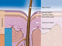 Hair Follicle Diagram Hair Follicle Diagram