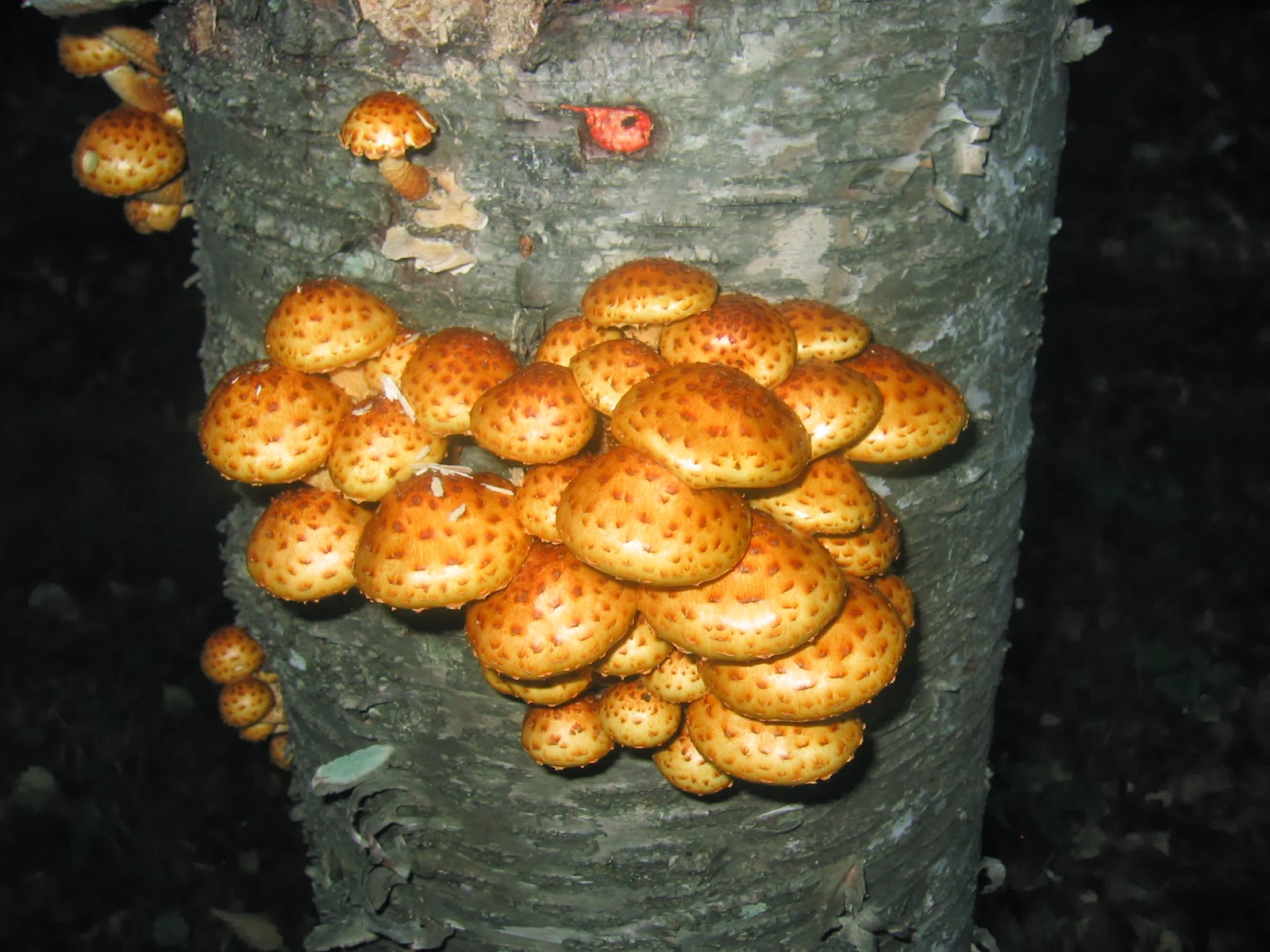 Duluth Minnesota Mushroom Hunting