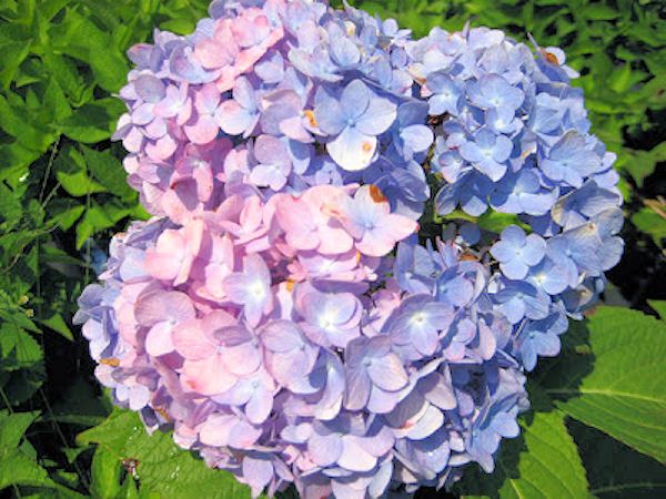 Edible Or Not Hydrangea Endless Summer The Bride