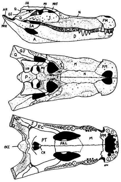 Neural Spine Sail, Shantungosaurus, deinosuchus, kaprosuchus