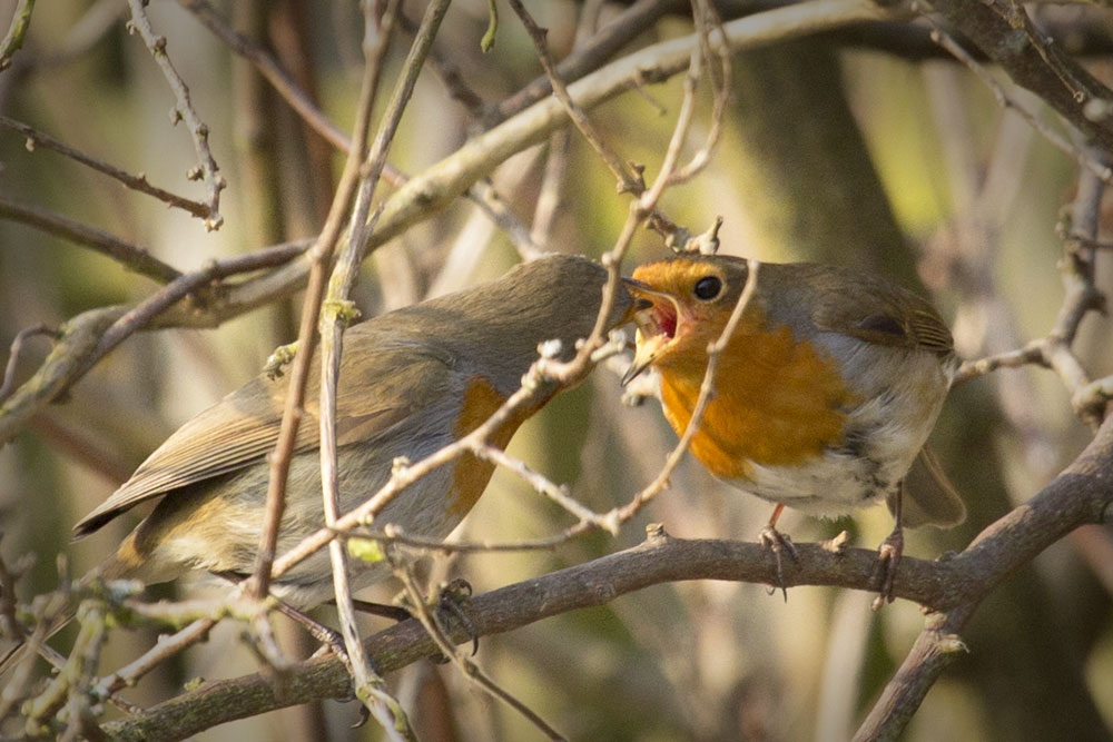 Nommieworld the pair of robins in the garden
