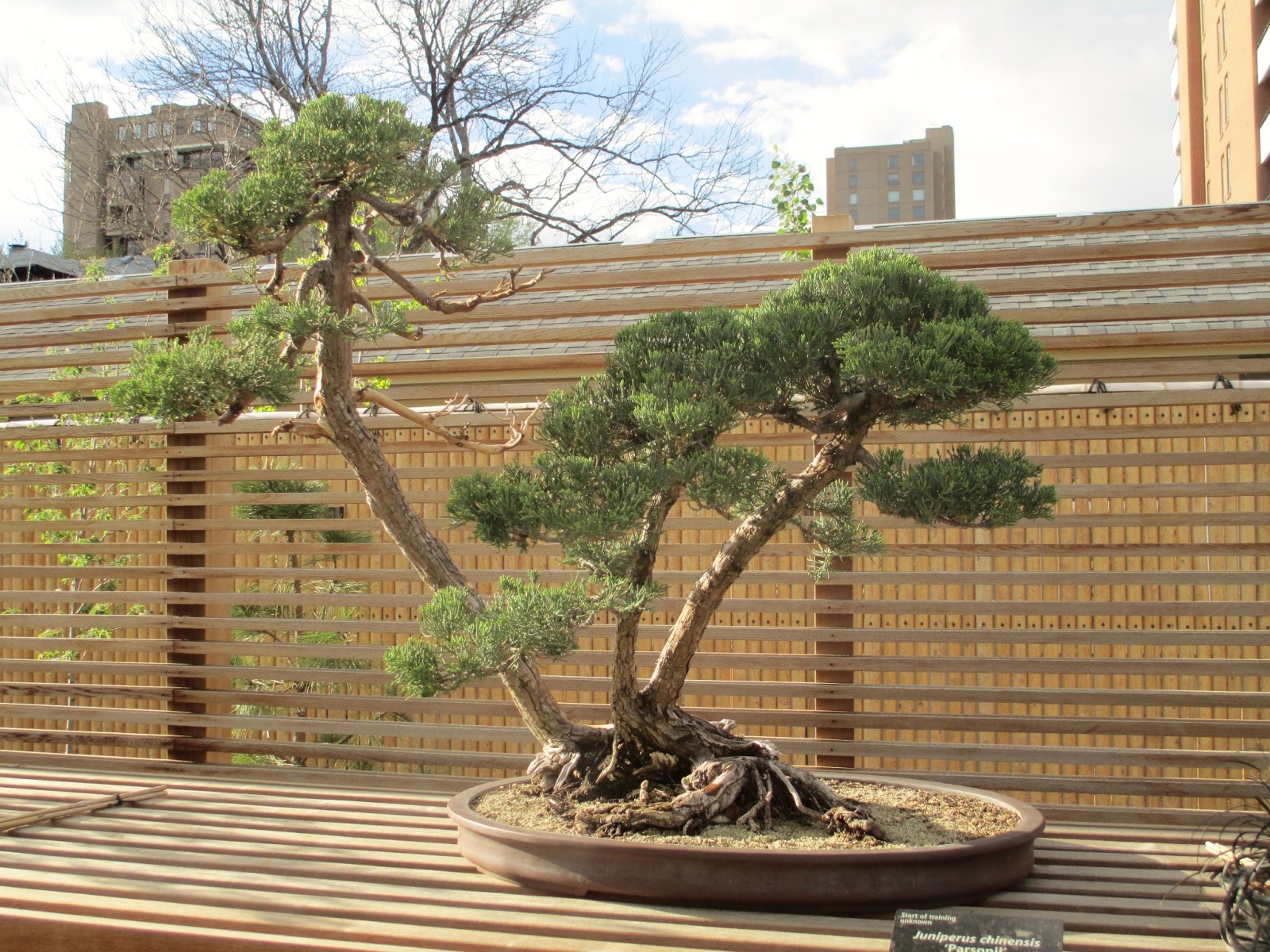 The Land of Melting Shadows: The art of Bonsai