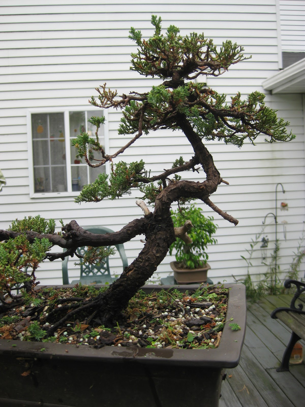 Akron Canton Bonsai Society First Bonsai Akron Canton Bonsai Society First Bonsai