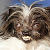 Peanut wins World's Ugliest Dog competition (Video)