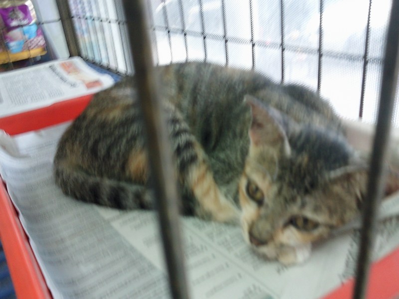 Two female cats spayed (Rani’s) « AnimalCare