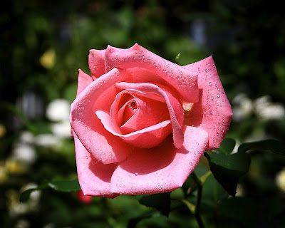 5 Imagenes de hermosas rosas con frases cortas