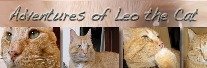 Adventures of Leo the Cat