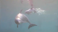Nacimiento de Delfin