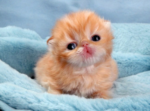 cutest on earth the cutest animal on earth cutest on earth the cutest animal on earth