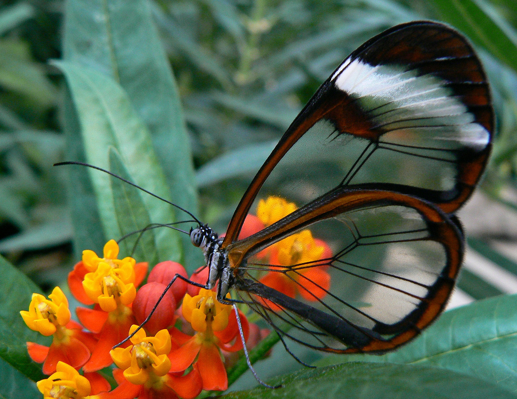 فراشة الأجنحة الزجاجية  Glasswinged+Butterfly+02