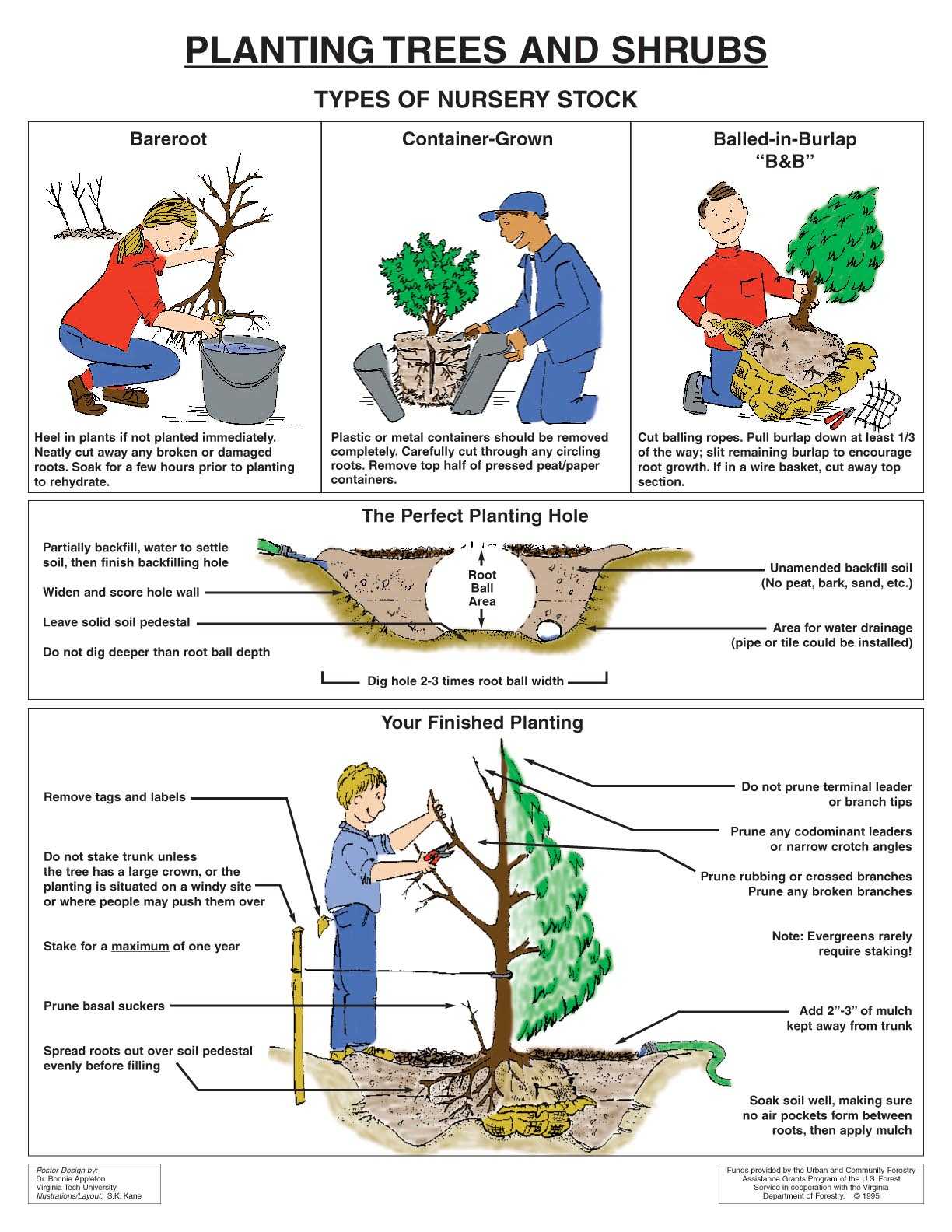 Commercial And Emergency Tree services 10 Stерѕ For Planting Trееѕ