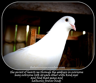 beautiful white Dove